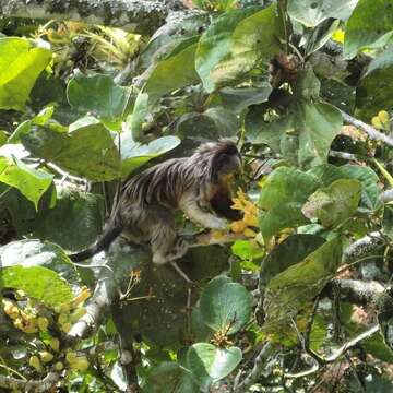 Image of Silvery-brown Bare-face Tamarin