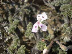 Image of Pelargonium crassicaule L'Her.