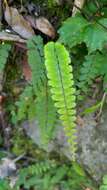 Adiantum ciliatum Bl.的圖片