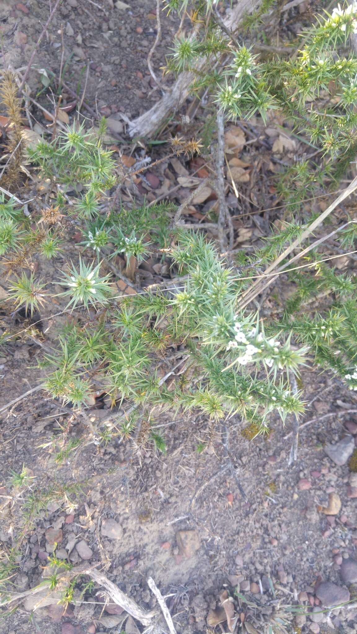 Image of Muraltia ononidifolia Eckl. & Zeyh.