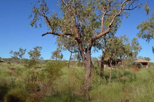 Sivun Corymbia hamersleyana (D. J. Carr & S. G. M. Carr) K. D. Hill & L. A. S. Johnson kuva