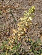 Sivun Lupinus andersonii S. Watson kuva