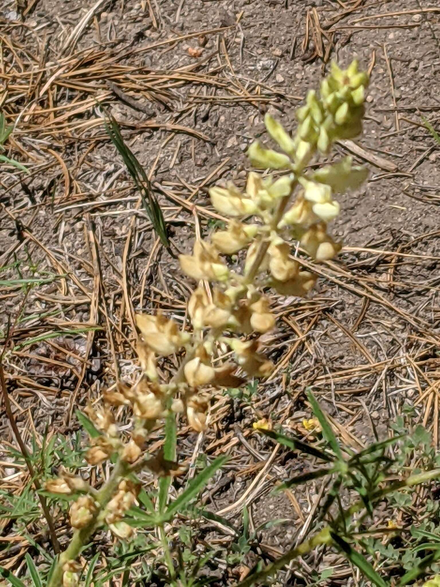 Image of Anderson's lupine