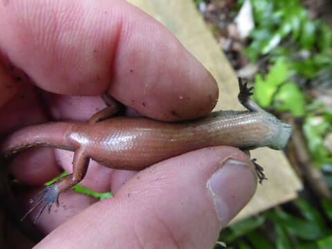 Image of Brown Skink