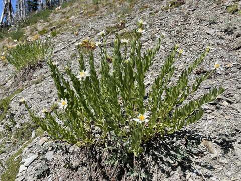 Image of Olympic Mountain aster