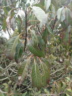 Image of Ilex tugitakayamensis Sasaki