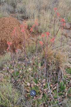 Слика од Aloe grandidentata Salm-Dyck