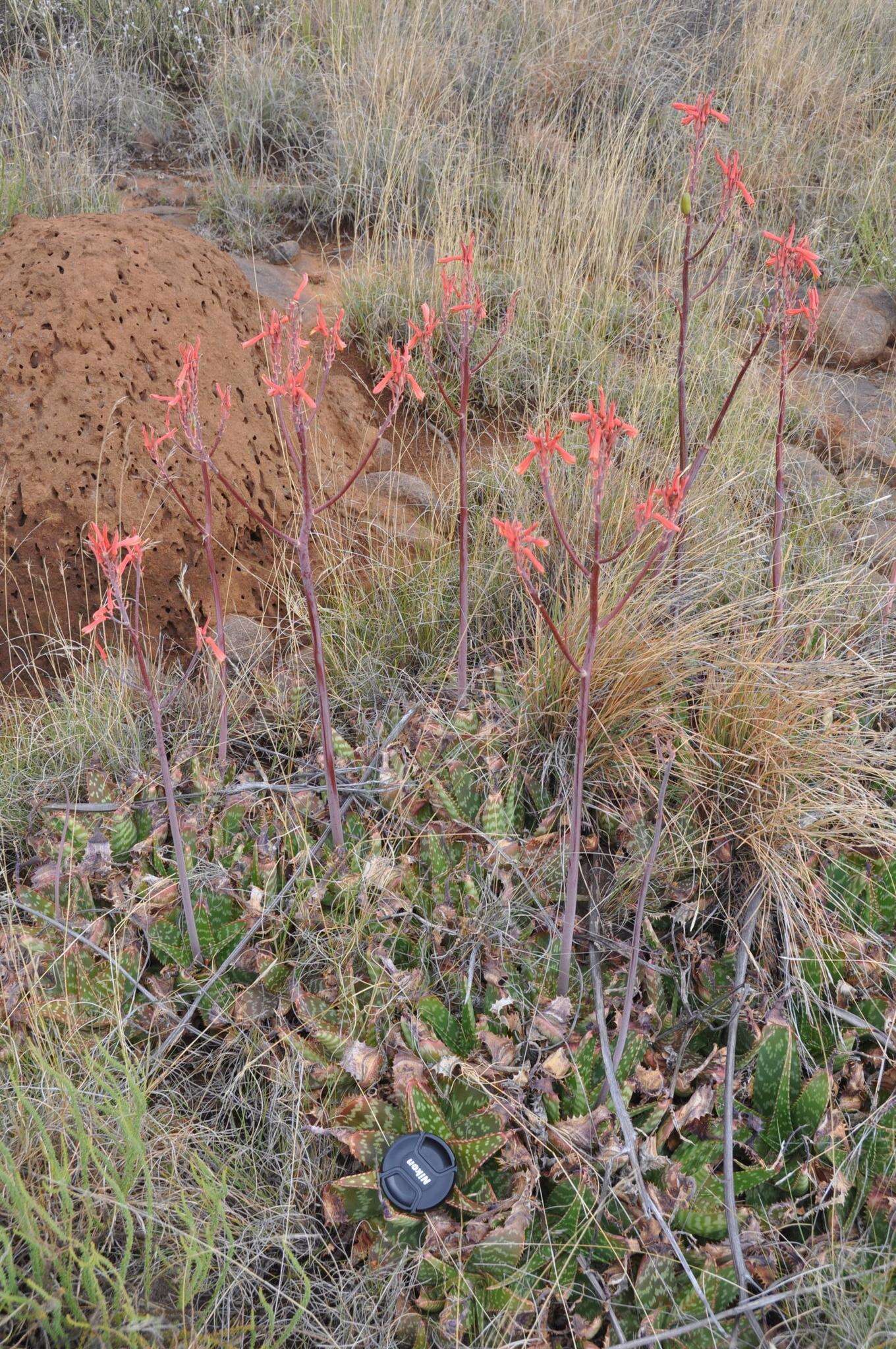 Aloe grandidentata Salm-Dyck resmi