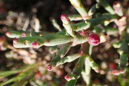 Image of Salicornia pillansii (Moss) Piirainen & G. Kadereit