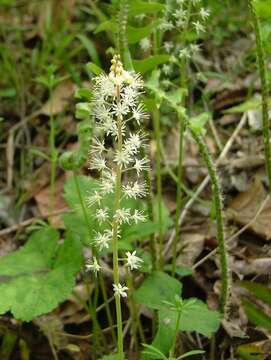 Image of Heartleaved foamflower