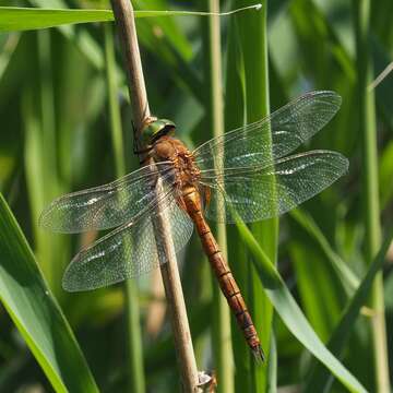 Image of green-eyed hawker