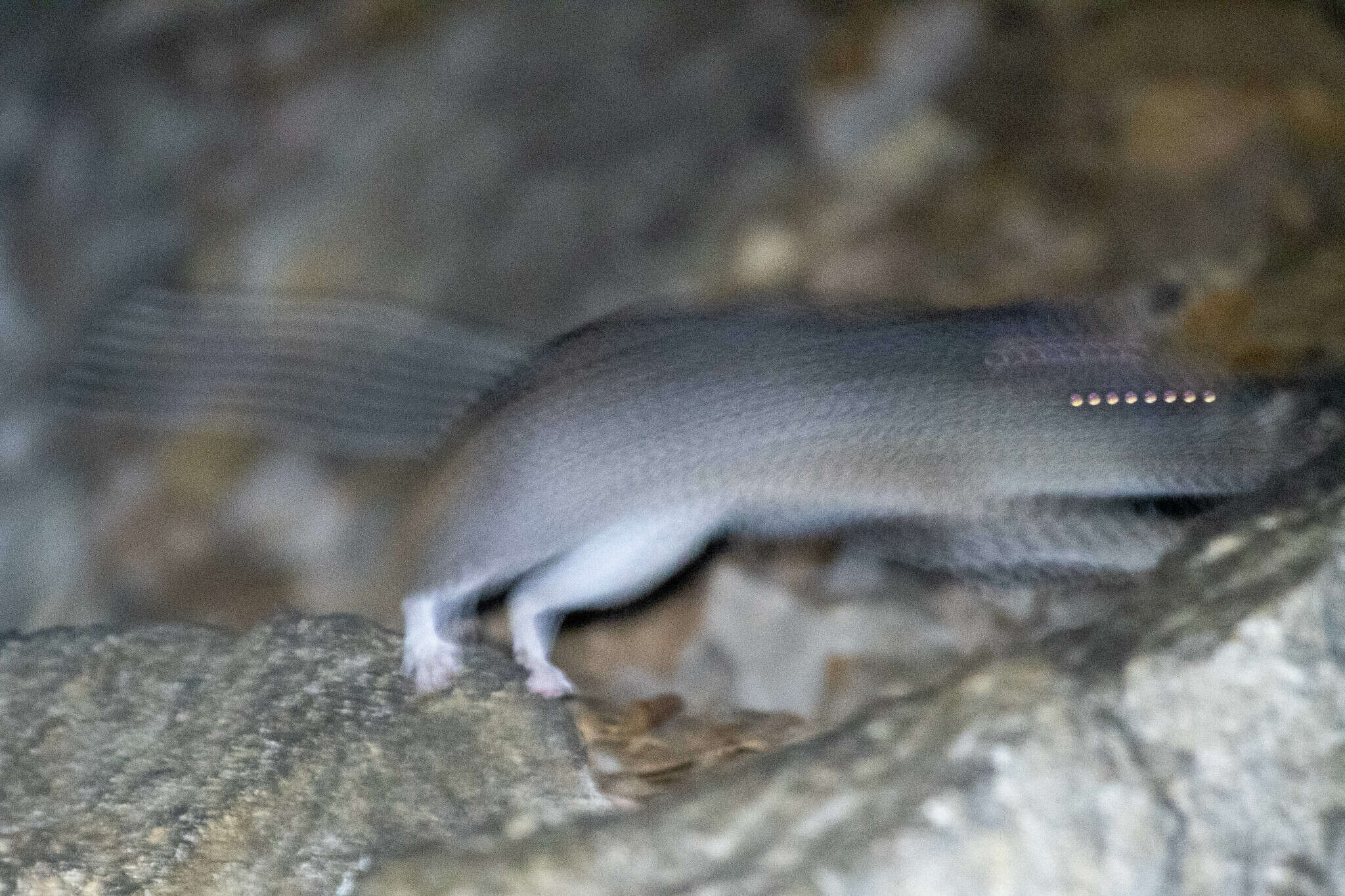 Image of Allegheny Woodrat