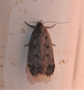 Image of Dark-headed Aspen Leafroller Moth