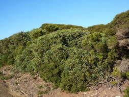 Image of Coastal White Mallee