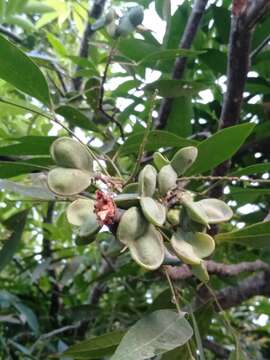 Image of Guioa acuminata Radlk.