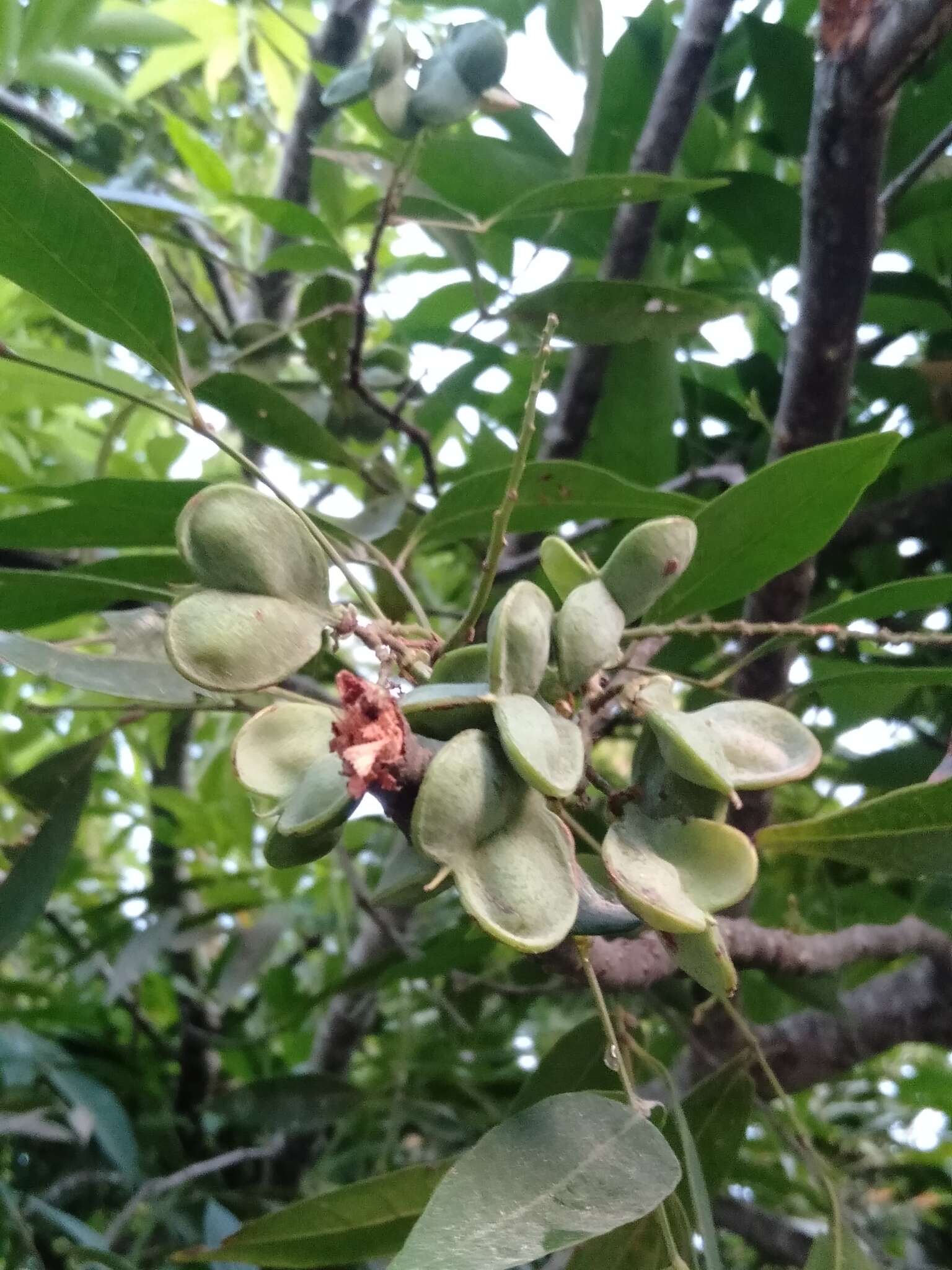 Imagem de Guioa acuminata Radlk.