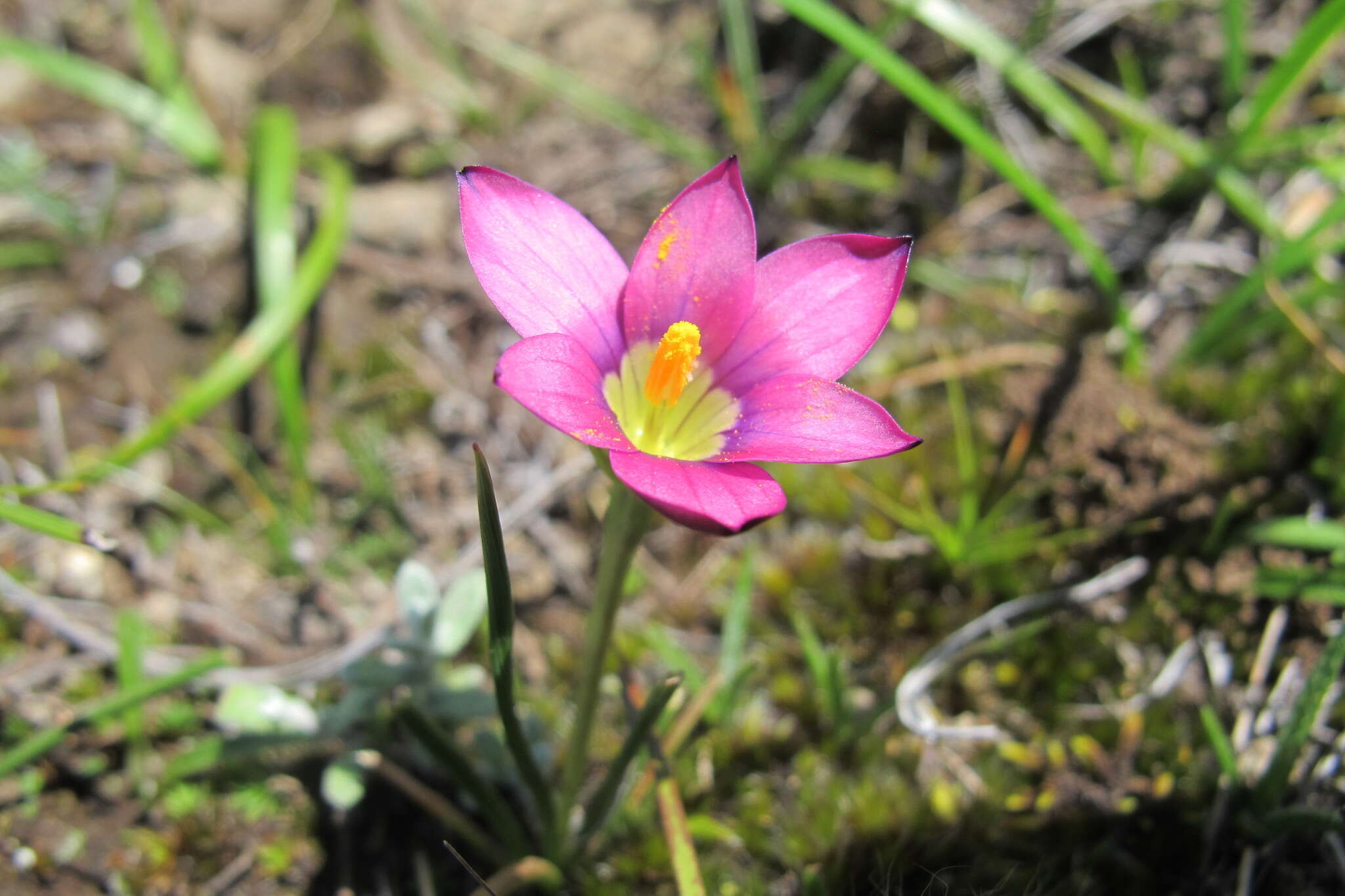 Image of Romulea camerooniana Baker