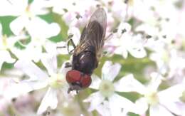 Image of Chrysogaster cemiteriorum (Linnaeus 1758)