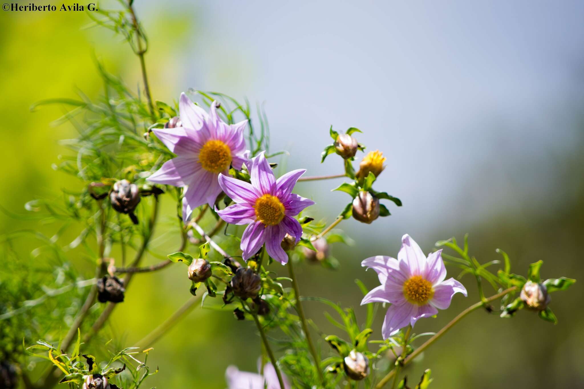 Image of Dahlia rupicola P. D. Sorensen