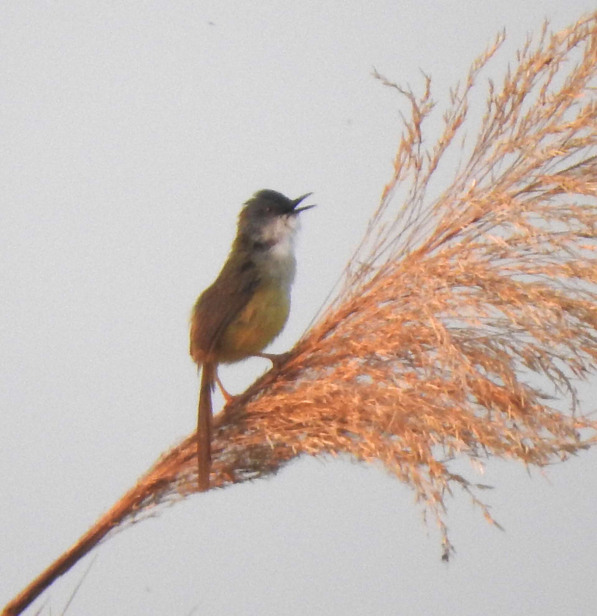 Imagem de Prinia flaviventris delacouri Deignan 1942