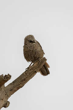 Image of Black-lored Babbler