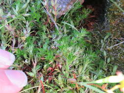 Image of Saxifraga hypnoides L.