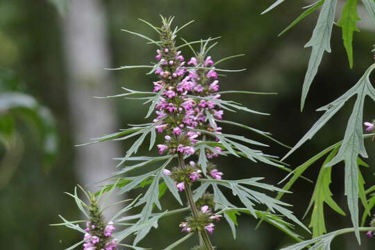 Image of Chinese motherwort