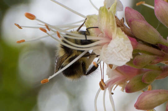 Image of Black Tail Bumble Bee