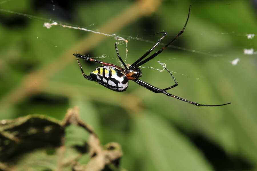 Image of Leucauge tessellata (Thorell 1887)