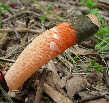 Image of Elegant stinkhorn