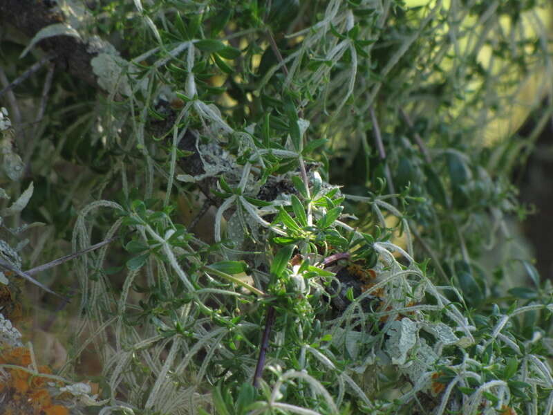 Image of Galium tomentosum Thunb.