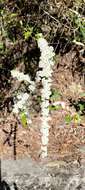 Image of Spiraea prunifolia var. pseudoprunifolia (Hayata ex Nakai) H. L. Li