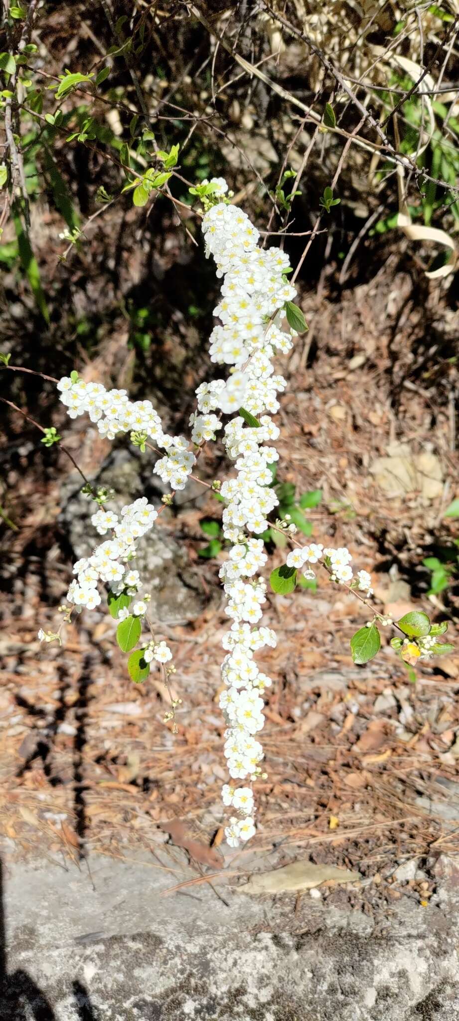 Image of Spiraea prunifolia var. pseudoprunifolia (Hayata ex Nakai) H. L. Li