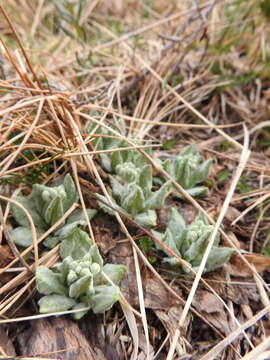 Image of Primula magellanica Lehm.