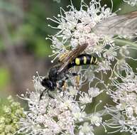 Image of Crabro cribrarius (Linnaeus 1758)