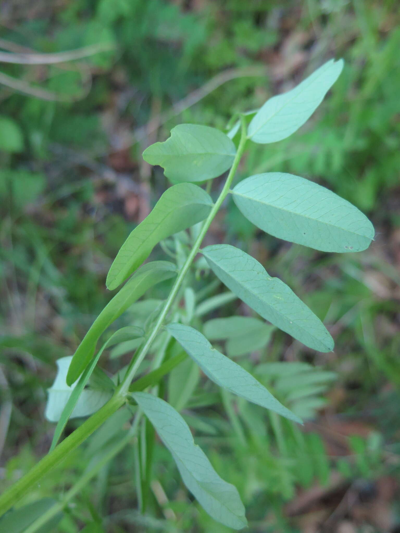 Sivun Vicia woroschilovii N. S. Pavlova kuva