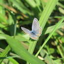 Image of Icaricia lupini lutzi