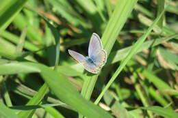 Image of Icaricia lupini lutzi