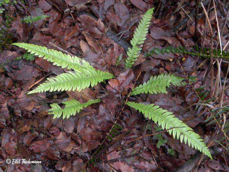 Sivun Austroblechnum lechleri subsp. lechleri kuva