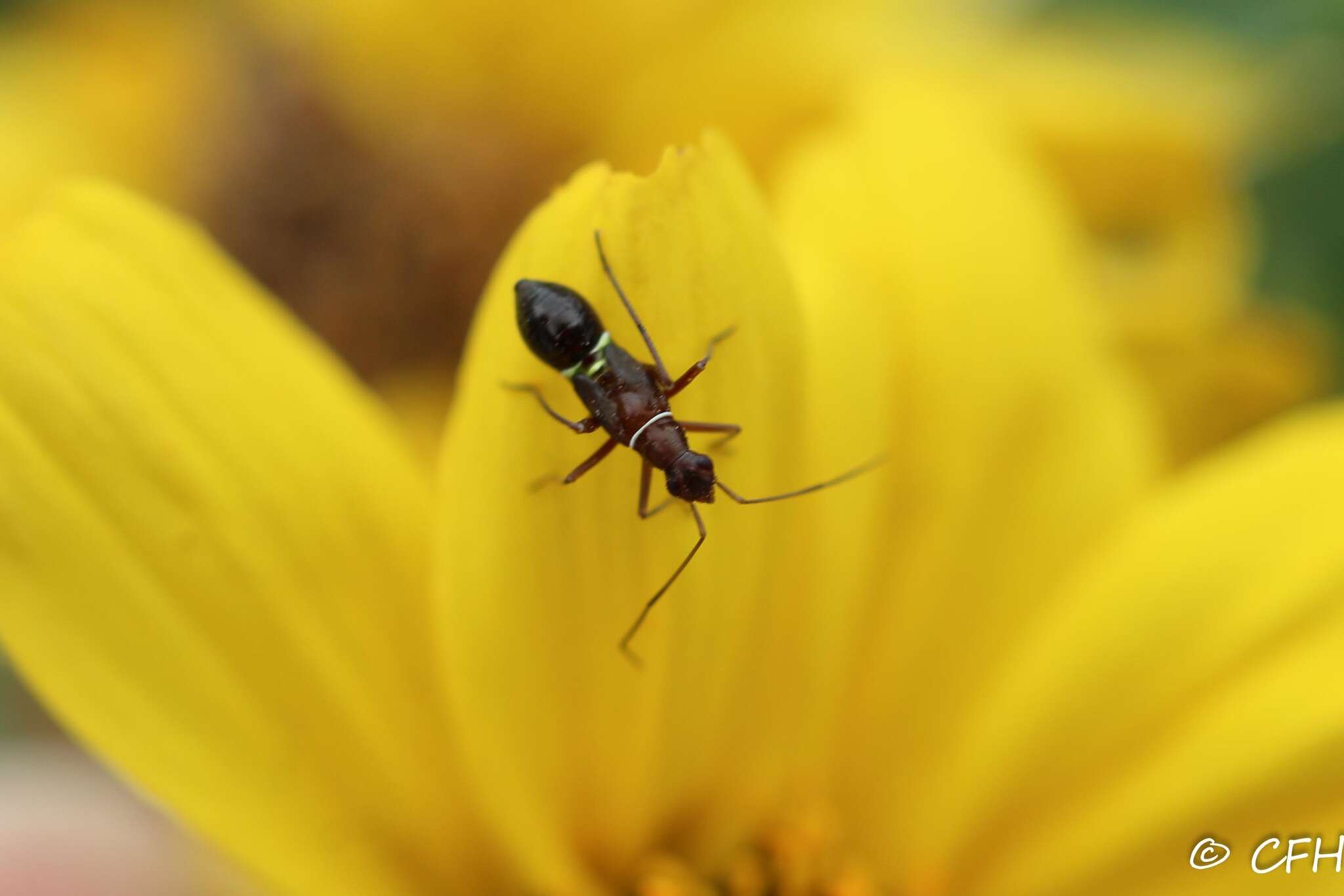 Image of Closterocoris amoenus (Provancher 1887)