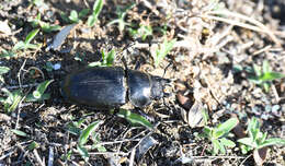 Image of <i>Lucanus cervus turcicus</i>