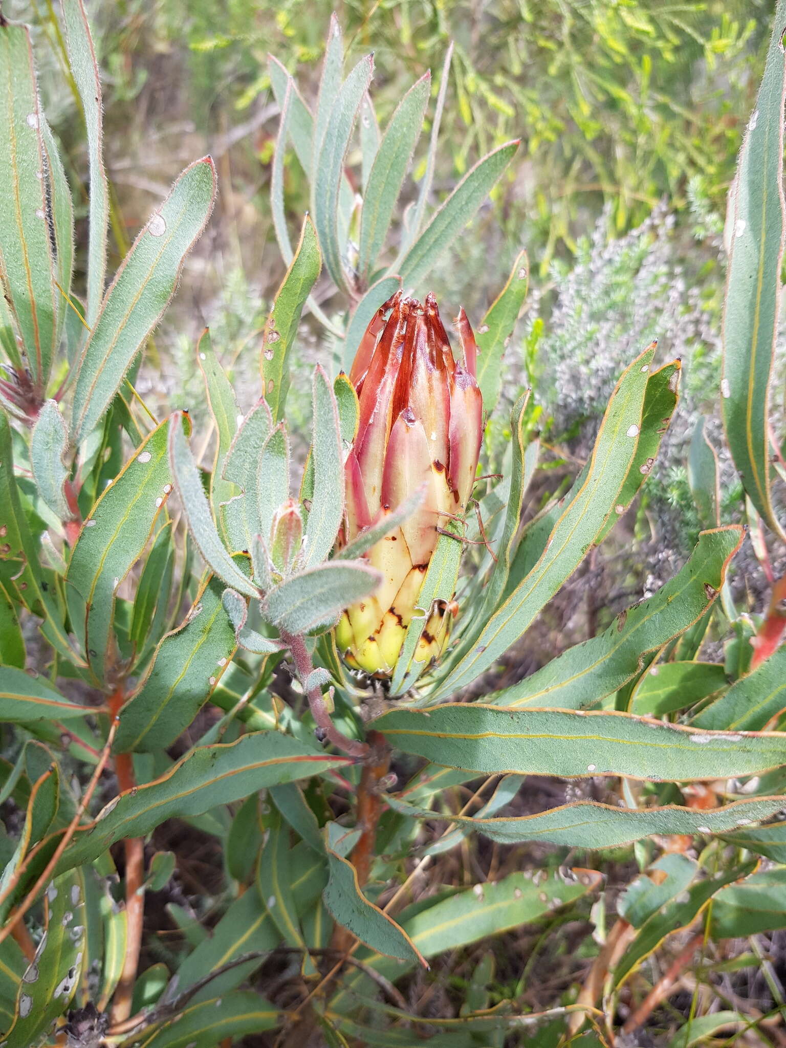 Imagem de Protea burchellii Stapf