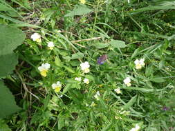 Image of Viola tricolor subsp. matutina (Klokov) Valentine