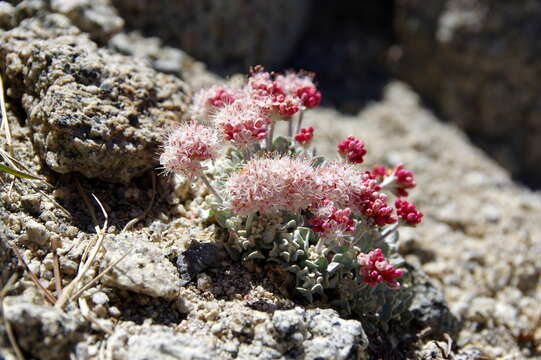 Image of brownmargin buckwheat