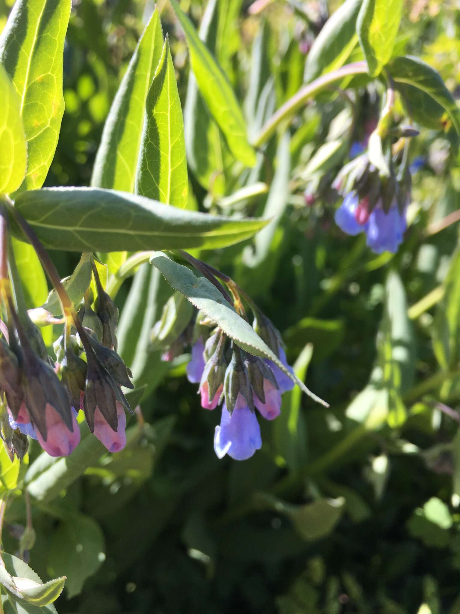 Image of aspen bluebells