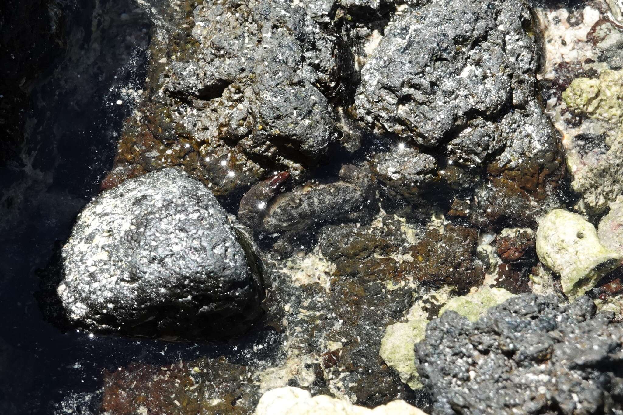 Imagem de Leptodius sanguineus (H. Milne Edwards 1834)