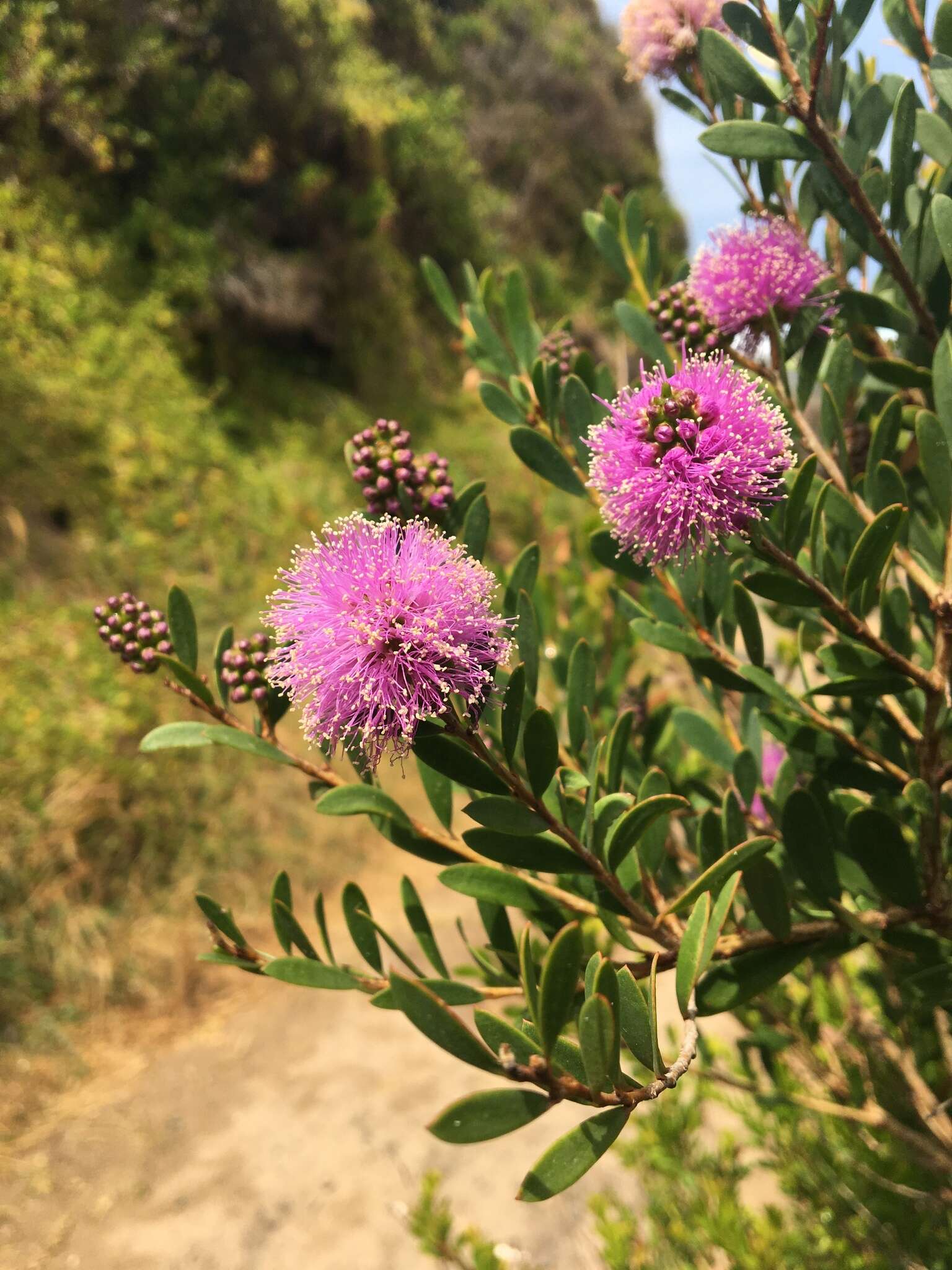 Image of Melaleuca nesophila F. Müll.