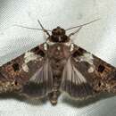 Image of Stictoptera ferrifera Walker 1864