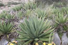 Image of Agave madrensis Villarreal, Ram.-Gam. & A. E. Estrada