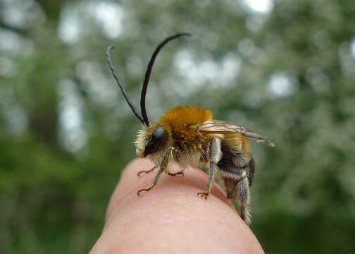 Image of Eucera longicornis (Linnaeus 1758)